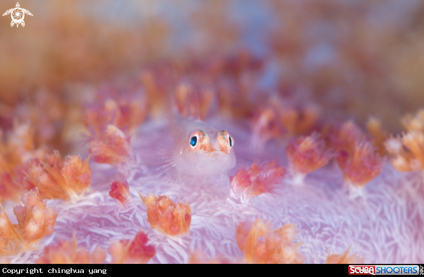 A goby