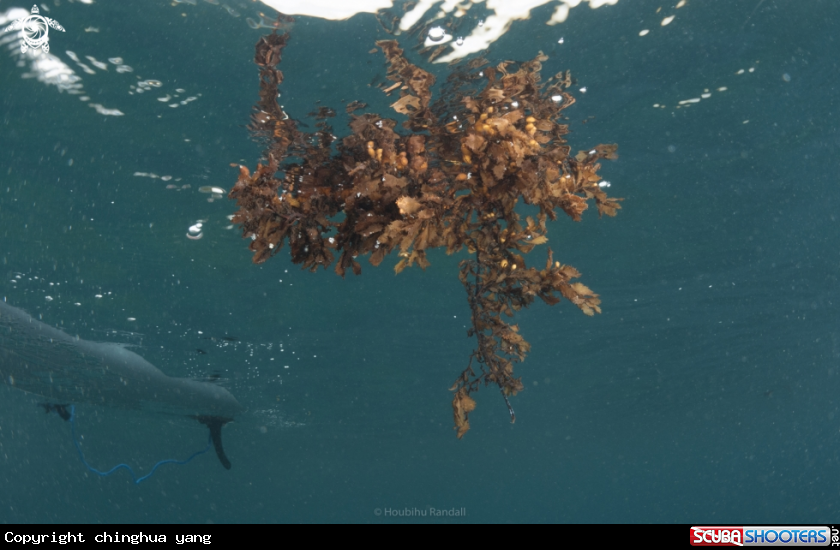 A seaweed