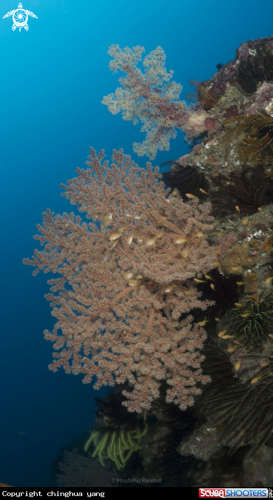 A softcoral