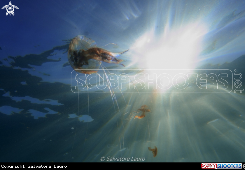 A jelly fish