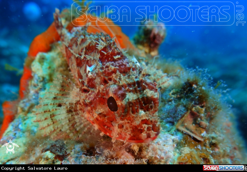 A Scorpanea Scofa