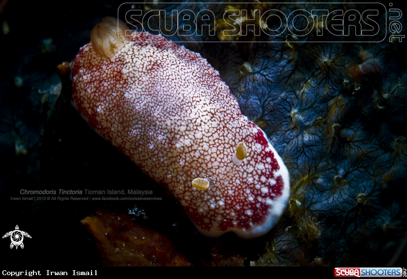 A Chromodoris