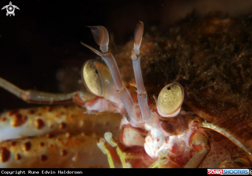 A Hermit crab 