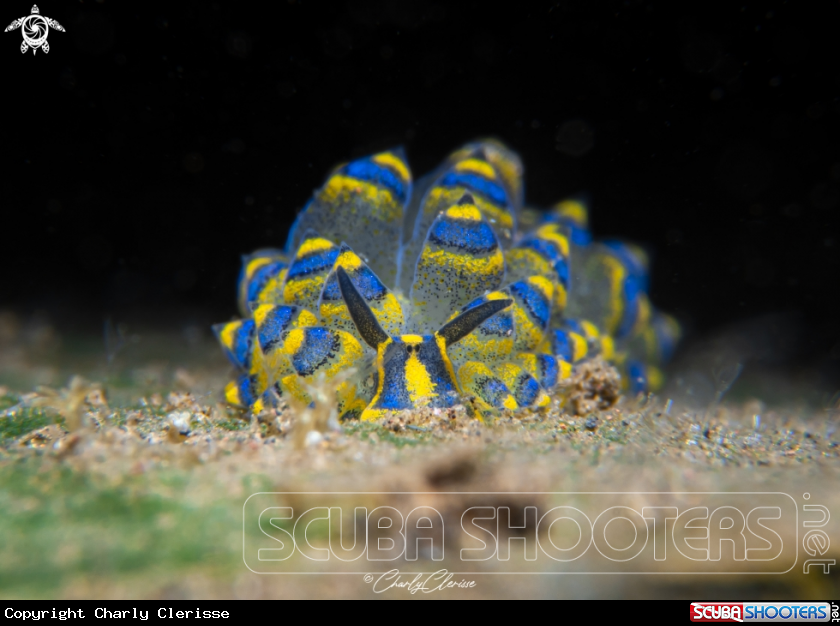 A Rasta Sheep Nudibranch