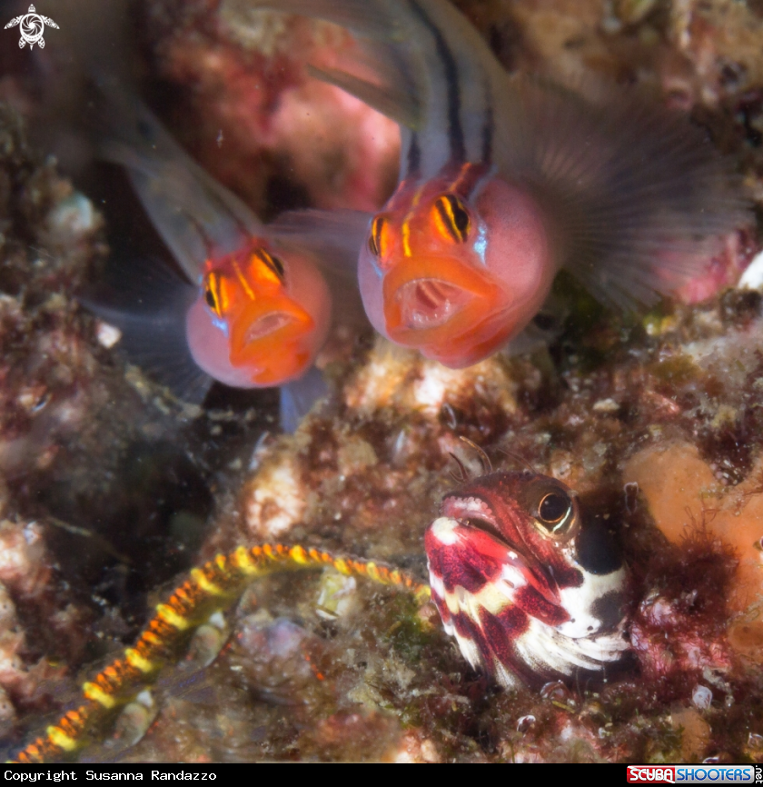 A Club head goby