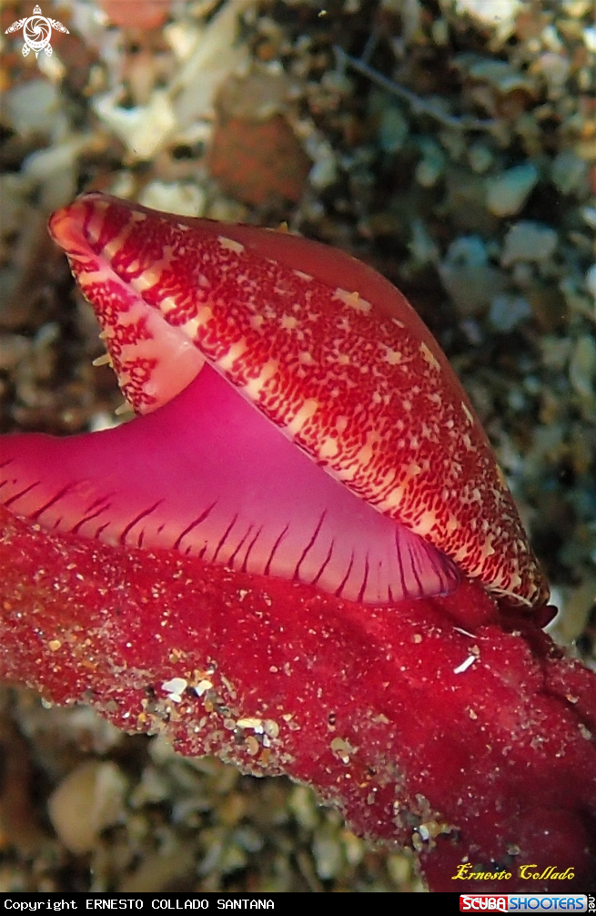 A Caracol de gorgonia