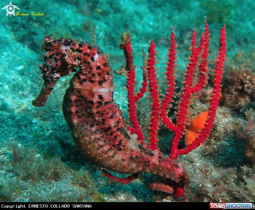 A Hippocampus algiricus
