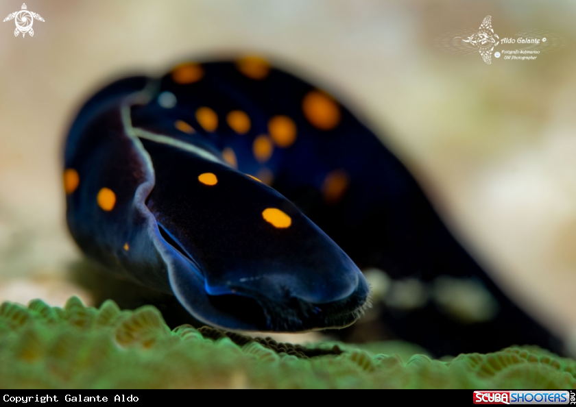 A Headshield Sea Slug