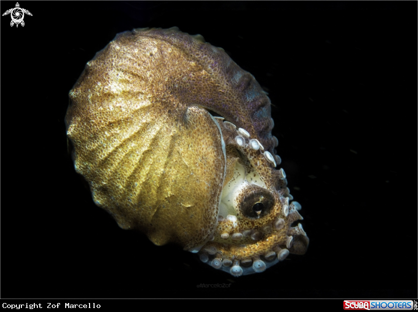 A Nautilus