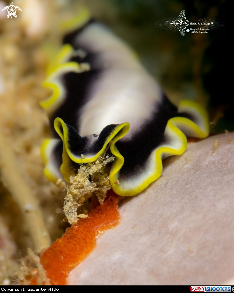A Flatworm