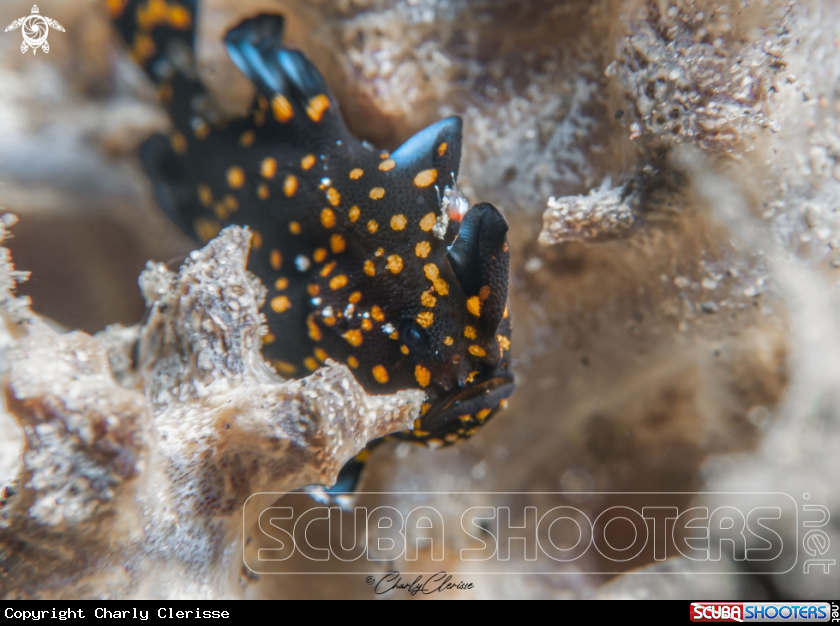 A Painted Frogfish
