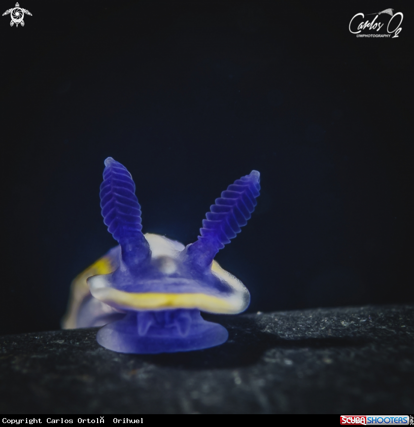 A Nudibranch