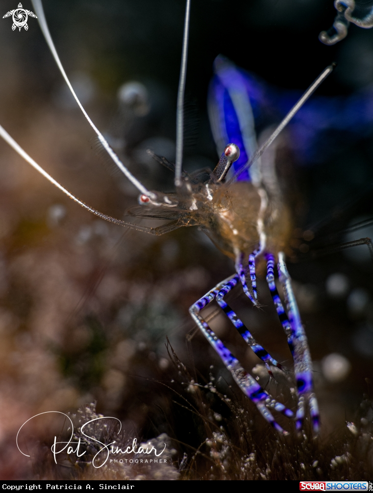 A Pedersen Cleaning Shrimp