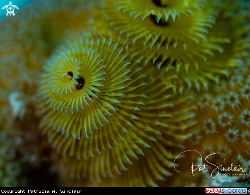 A Christmas Tree Worm