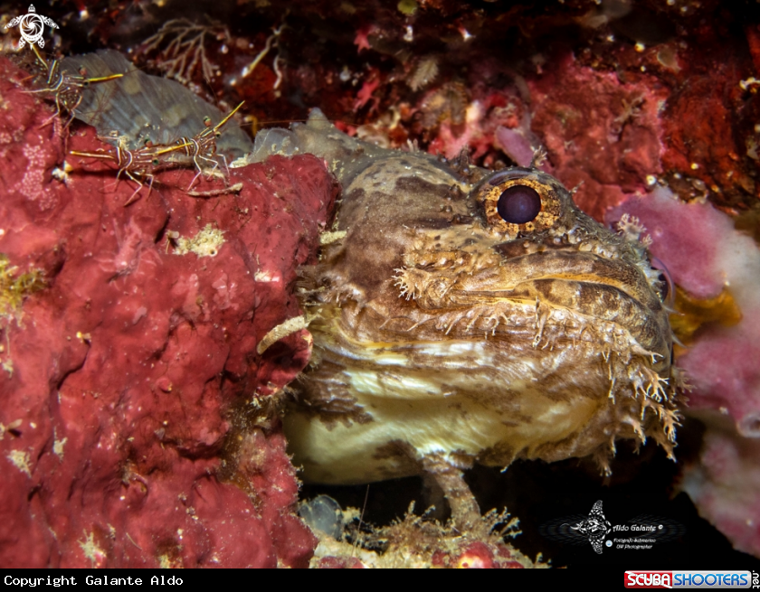 A Toadfish
