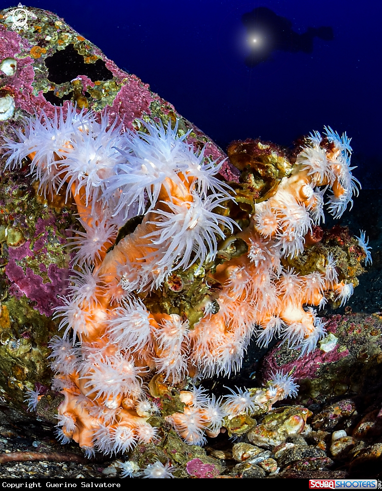 A Dendrophyllia ramea