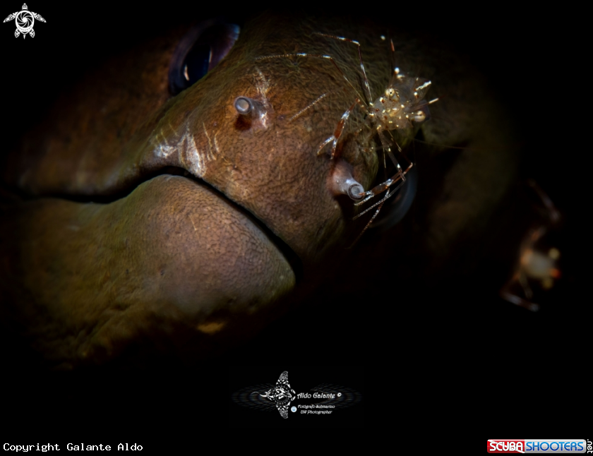A Shrimp + Moray Eel