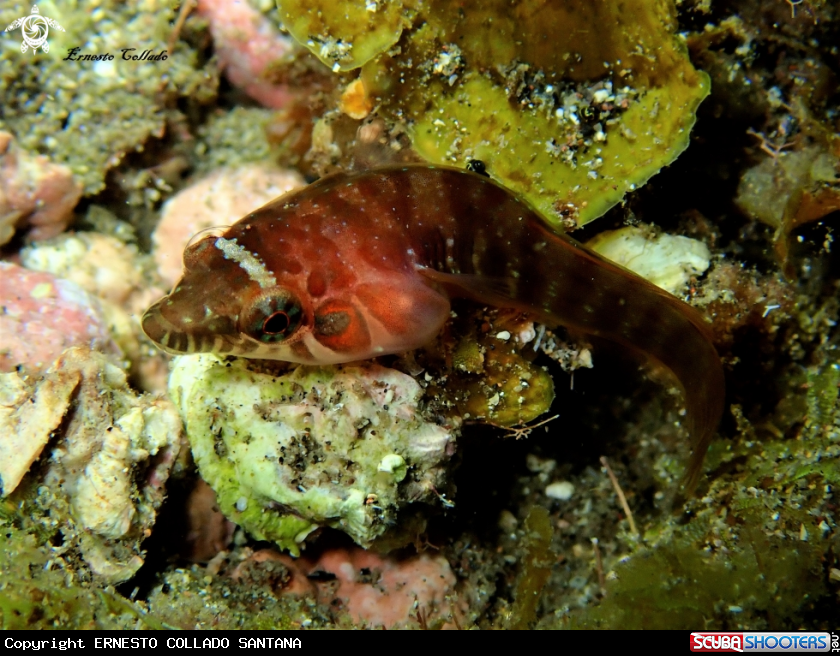 A Lepadogaster candollei