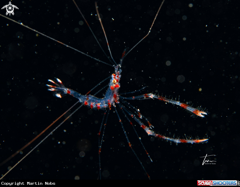 A Banded Coral Shrimp