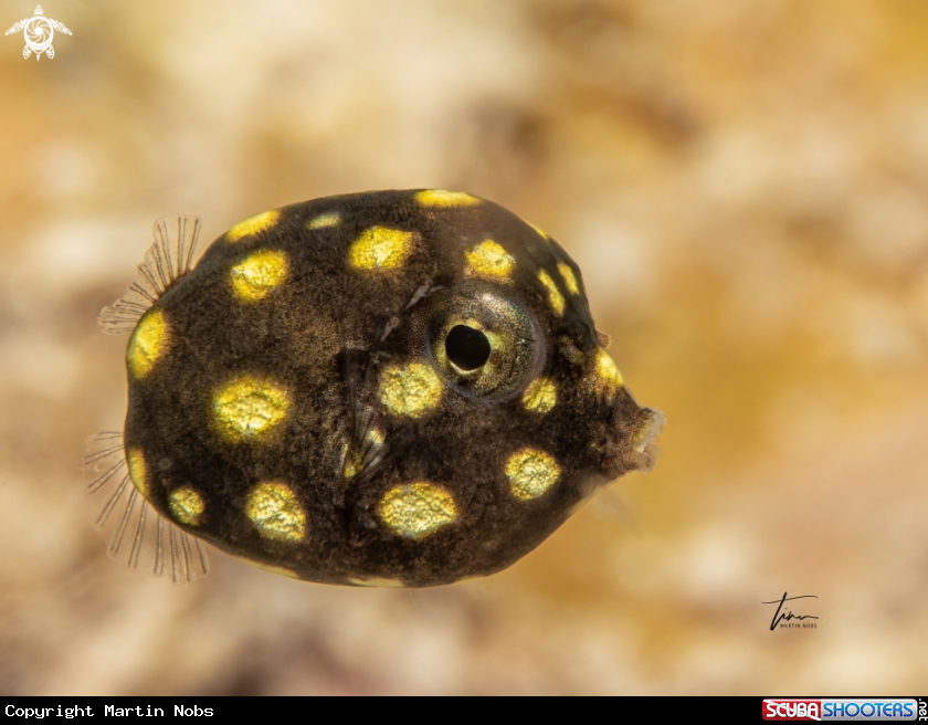 A Smooth Trunkfish