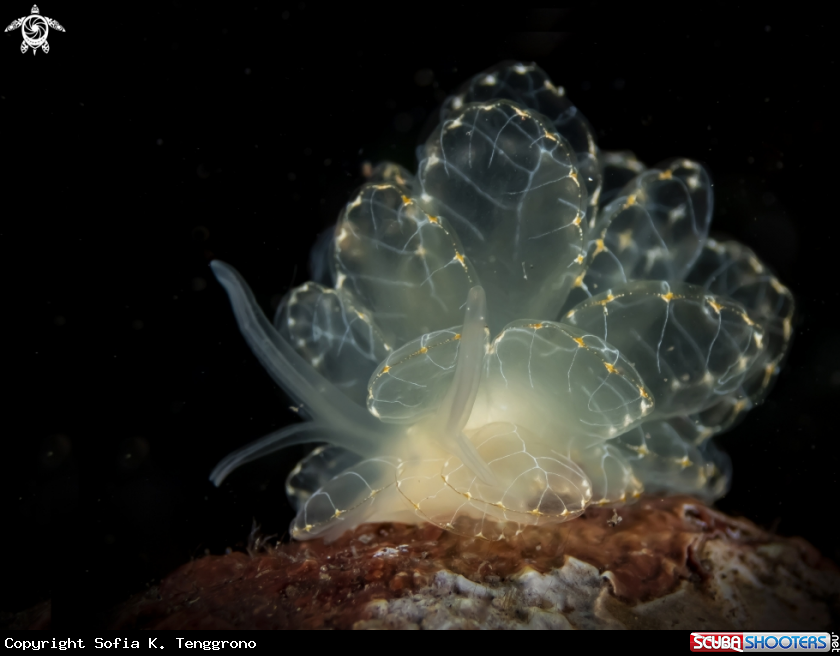 A Nudibranch
