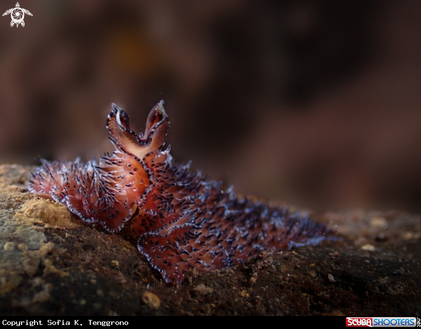 A Flatworm