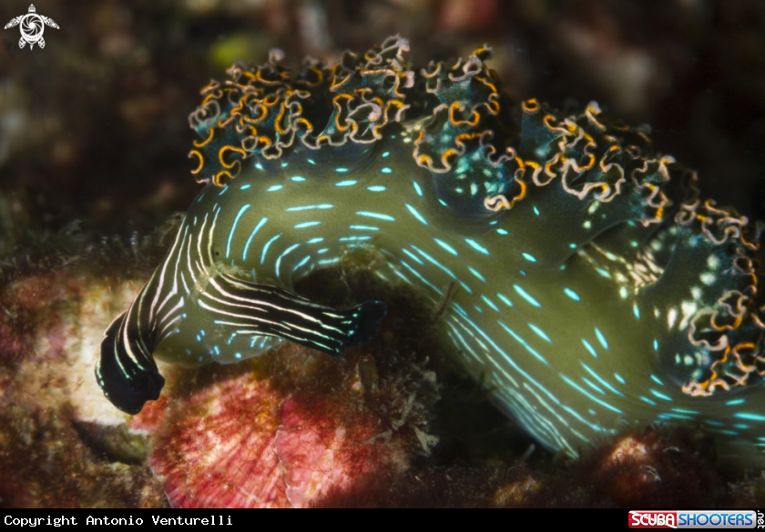A Danzarina mexicana nudibranch