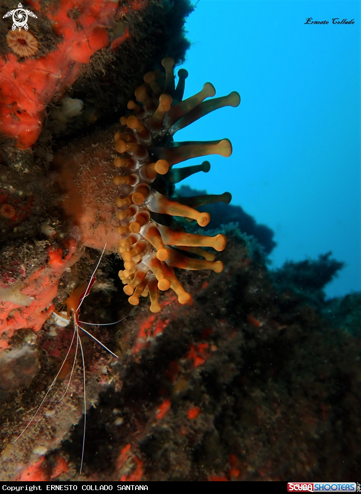 A Telmatactis cricoides