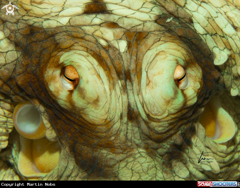 A Caribbean Octopus