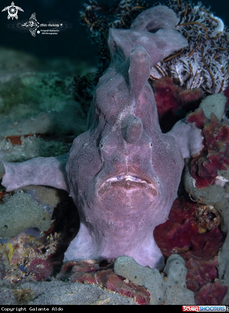 A Giant Frogfish