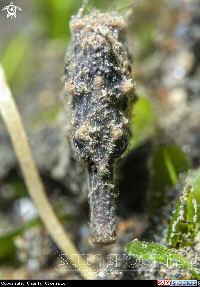 A Common Seahorse