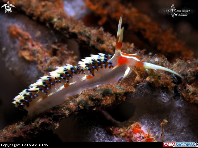 A Nudibranch