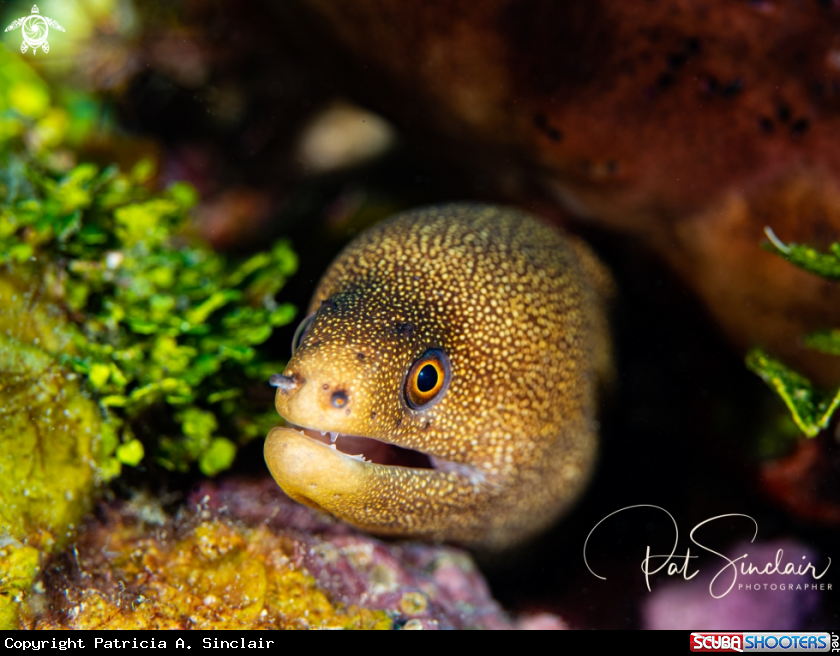 A Goldentail Eel