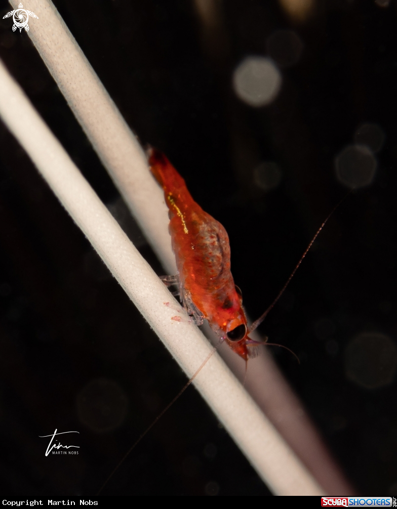 A Sea Urchin Shrimp