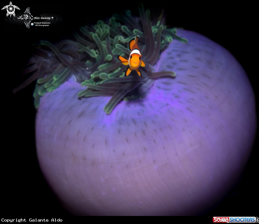 A Clownfish