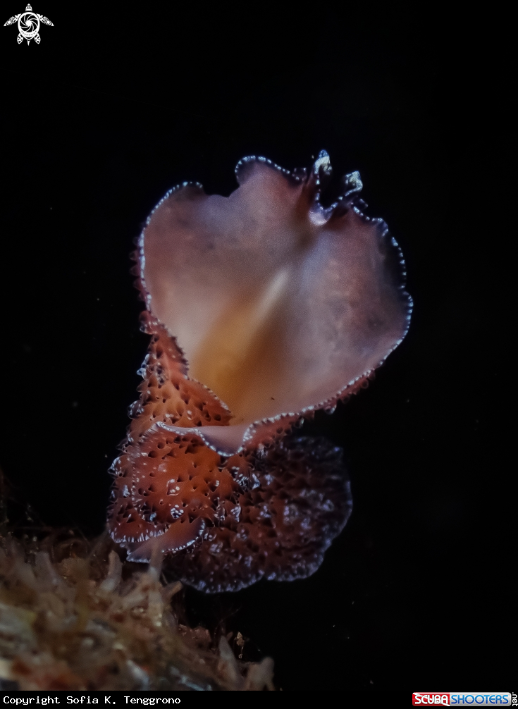 A Flatworm