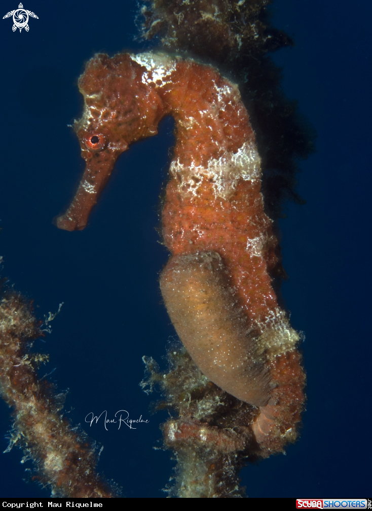 A Longsnout Seahorse