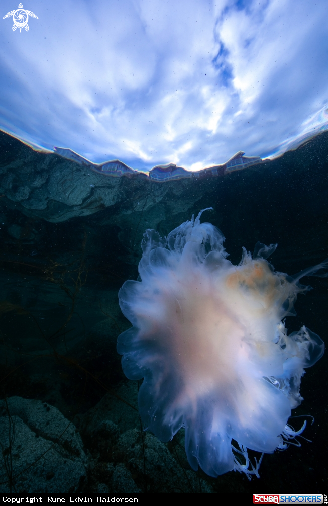 A Lions mane jelly