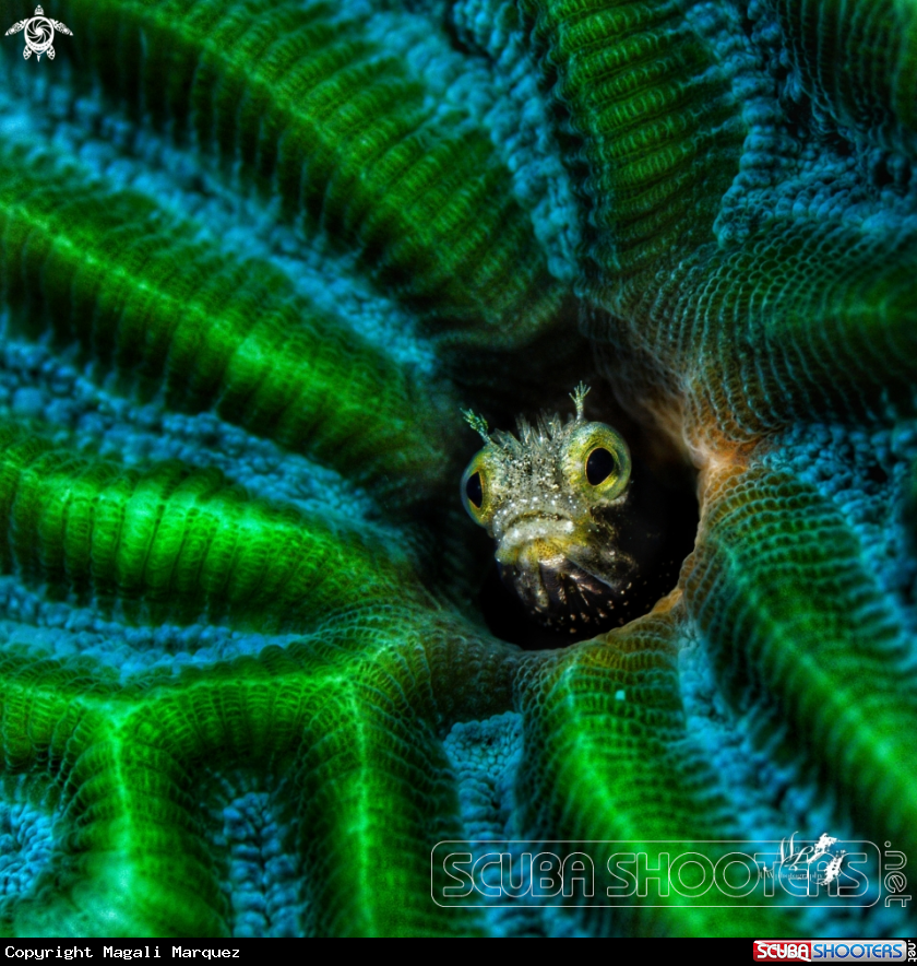 A Spinyhead Blenny 