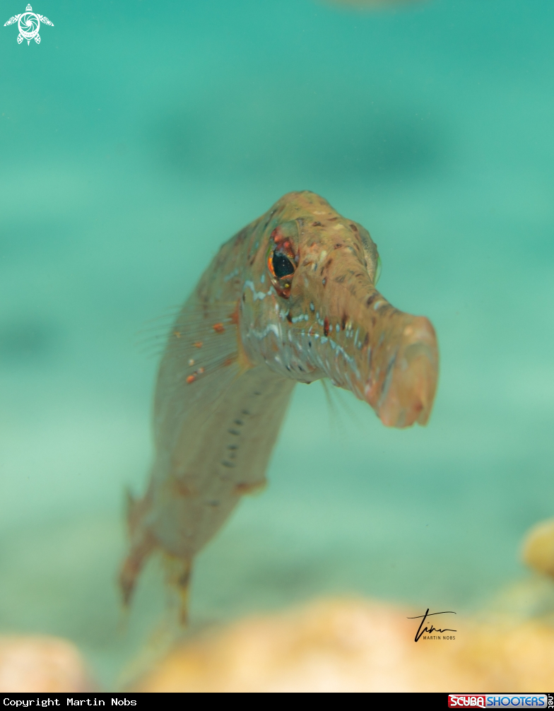 A Trumpetfish