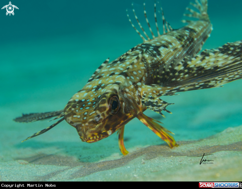 A Flying Gurnard