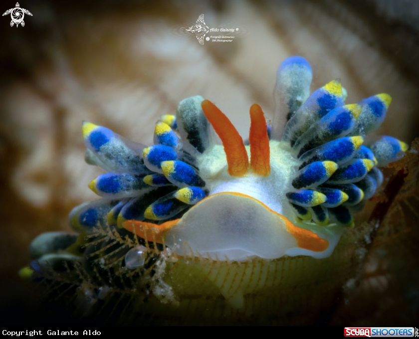 A Trinchesia Seaslug