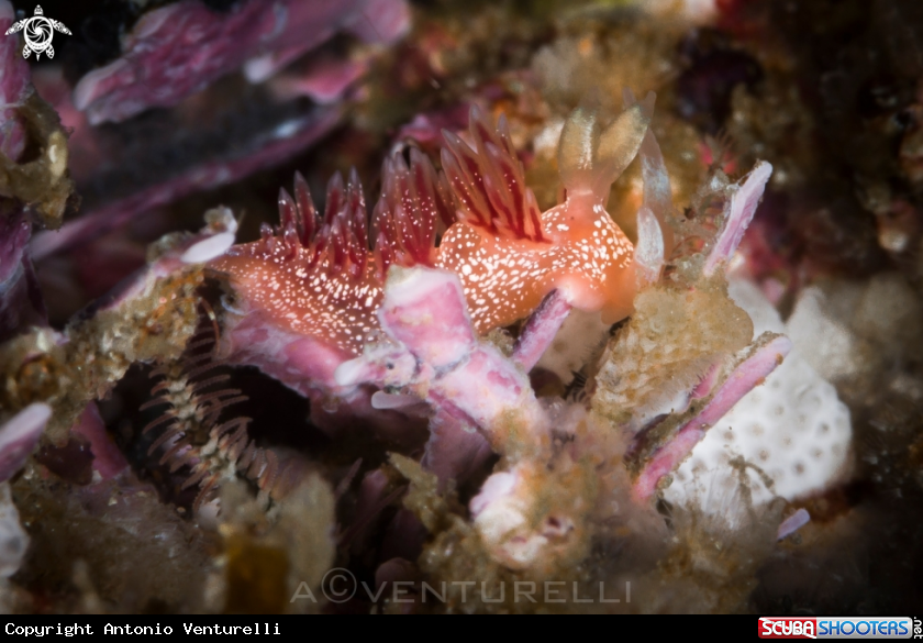 A Pink Flabellina nudi