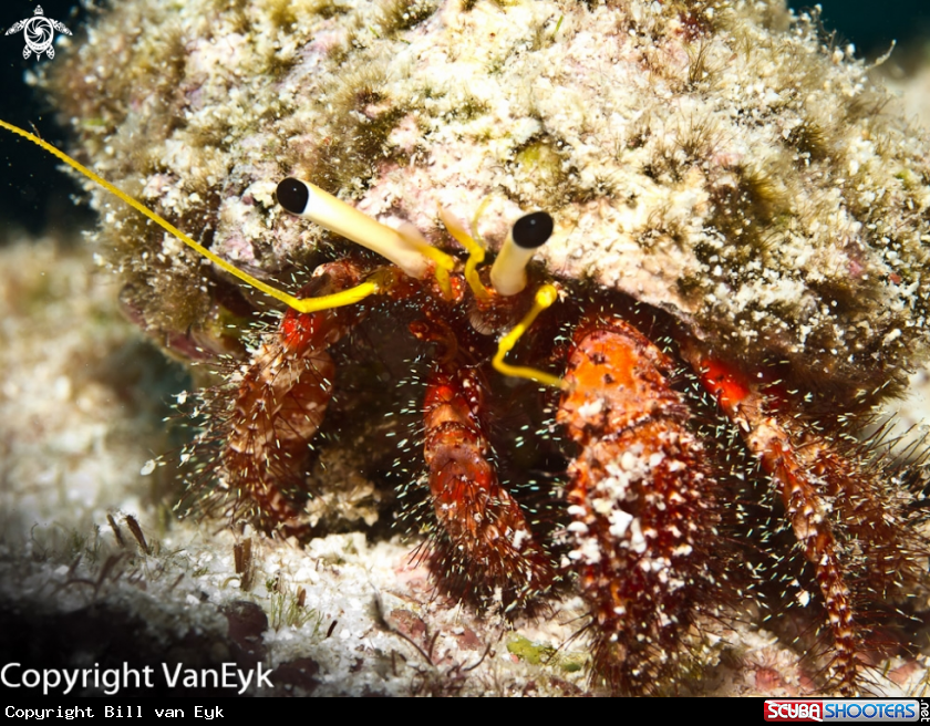 A underwater creature