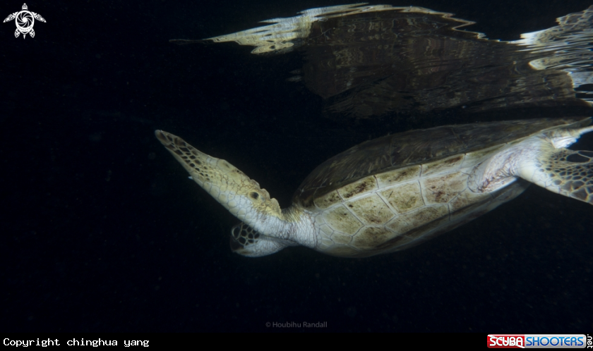 A greenseaturtla