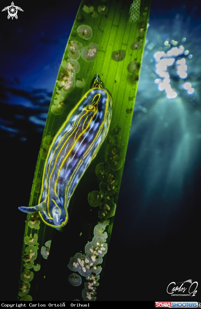 A Nudibranch