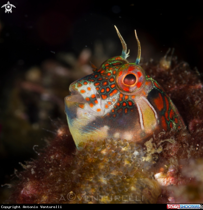 A Tessellated blenny