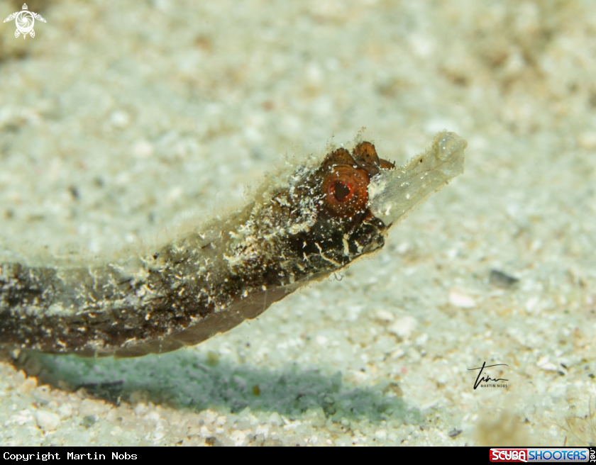 A Whitenose Pipefish
