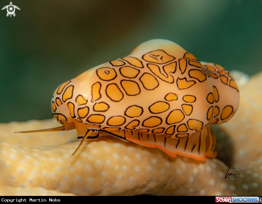 A Flamingo Tongue