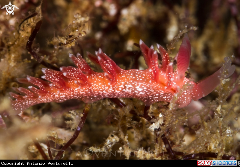 A Pink Flabellina nudi